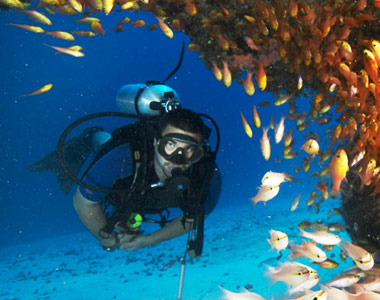 Zanzibar coral reef underwater scene