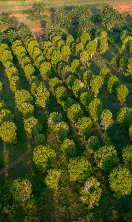 Visit to Spice Farm