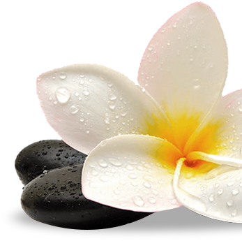 Frangipani flower