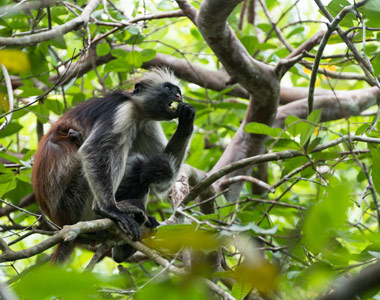 Jozani Forest walkway in Zanzibar 