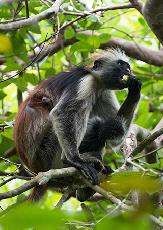 Red Colobus Monkeys & Forest Trails